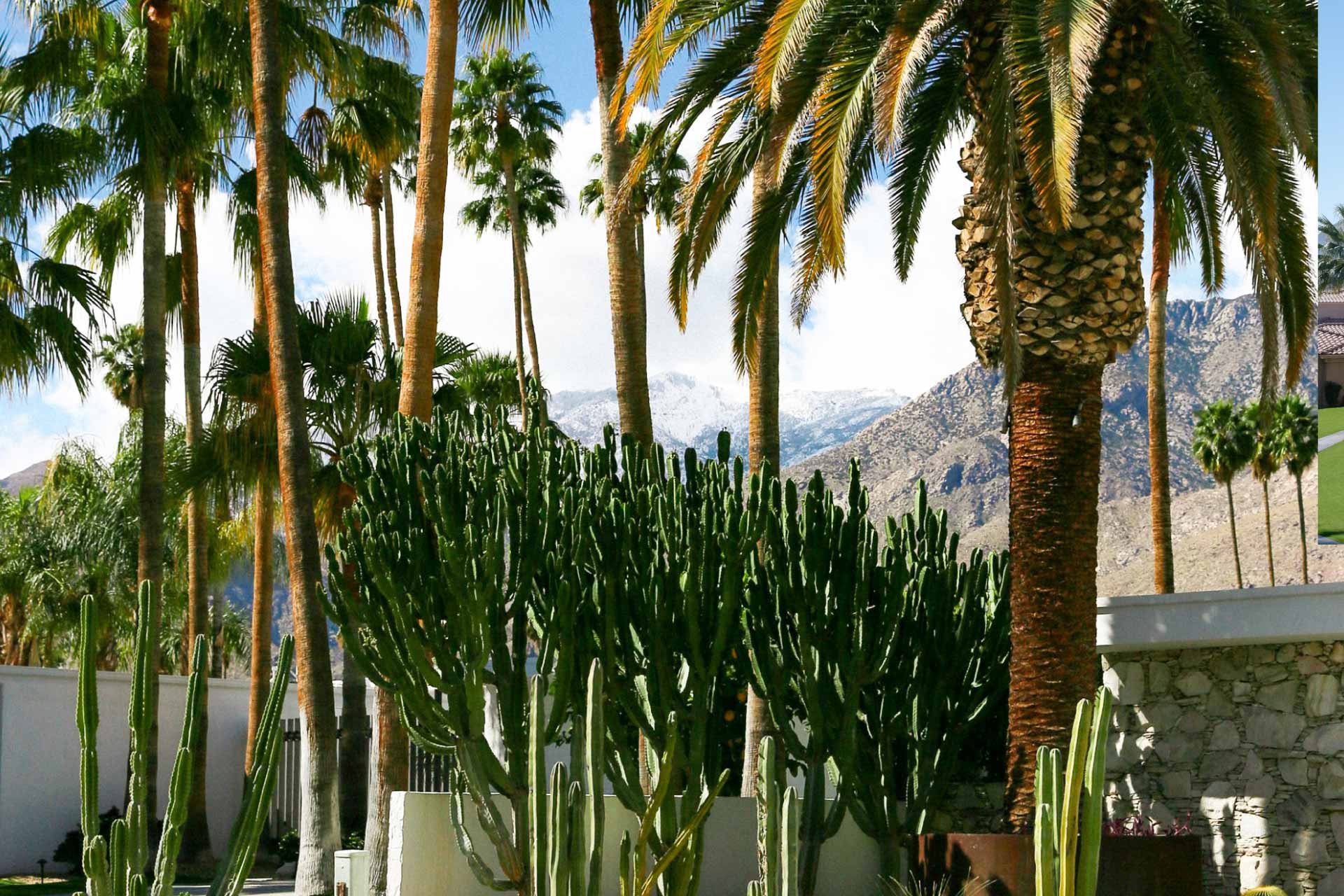 cactus-y-palmeras-de-palm-springs